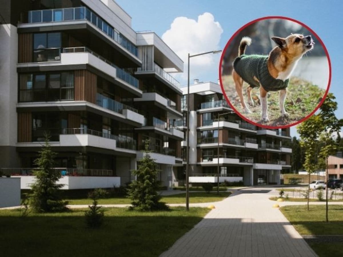 ¿Lo pueden multar por tener una mascota ruidosa? Esto dice la ley de propiedad horizontal