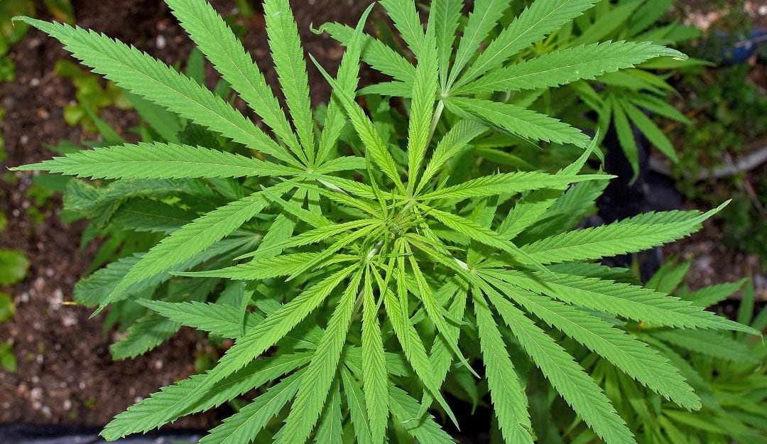 Planta de cannabis