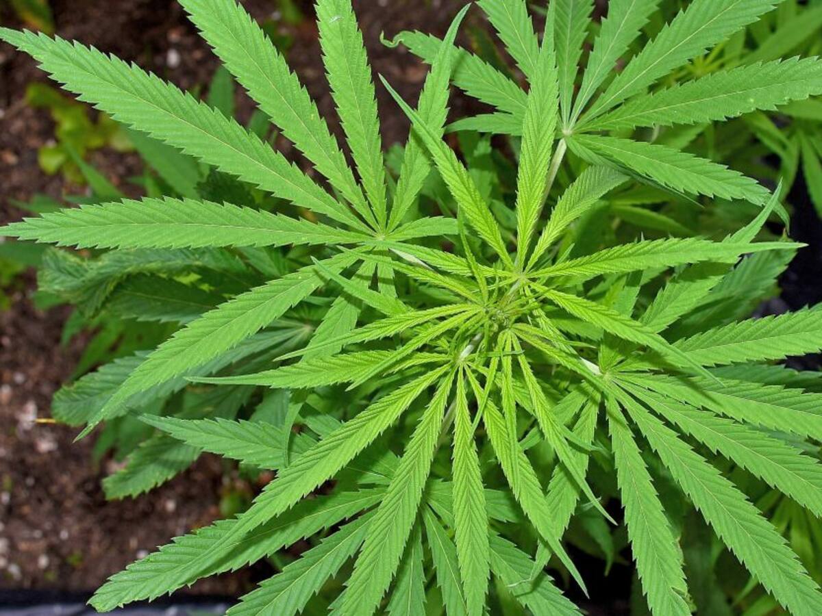 Petro pide a Congreso “dar el paso” en regulación de cannabis de uso adulto