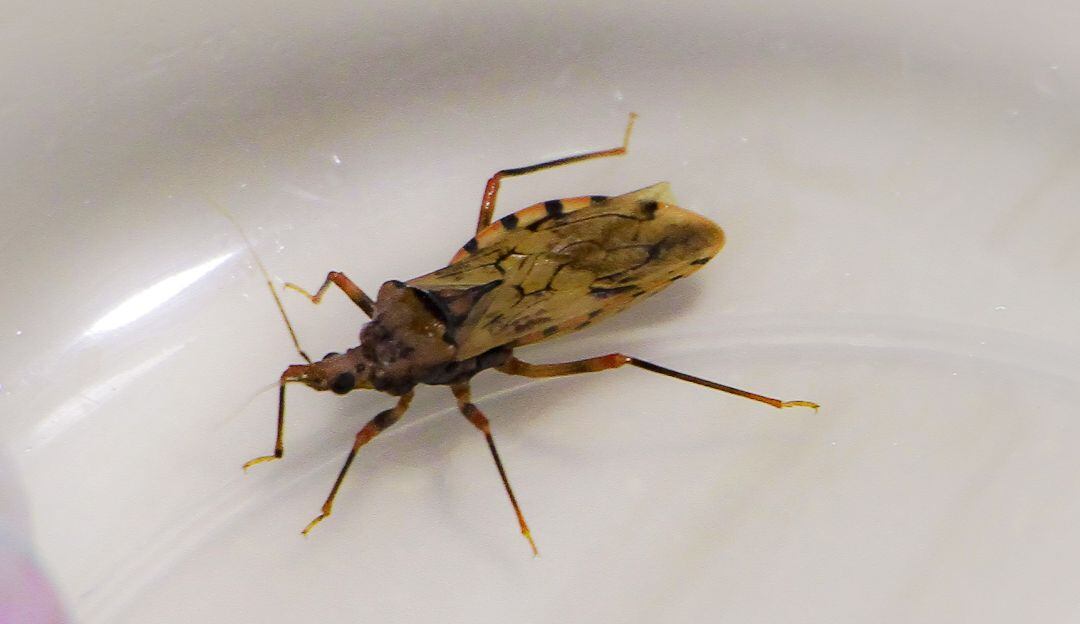 La Secretaría de Salud del Atlántico informó en rueda de prensa que en el departamento no se han reportado casos de mal de Chagas.