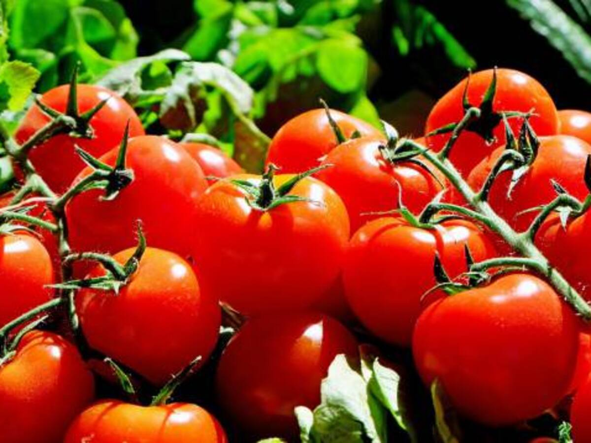Productores de tomate boyacenses celebran la apertura de frontera con Venezuela