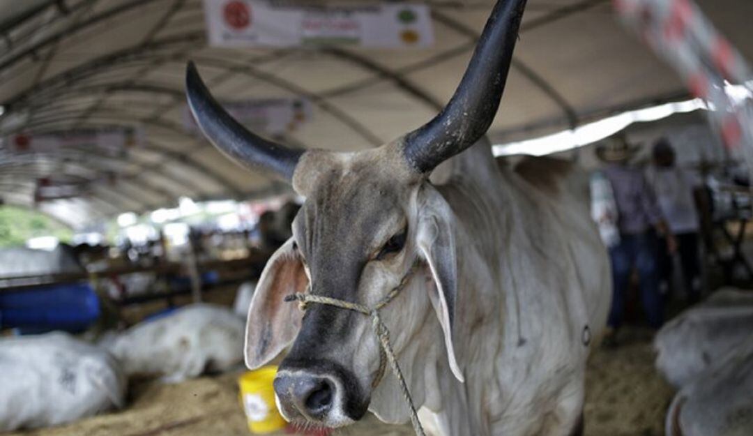 El mejor ganado estará en la edición número 60 de la Feria Nacional de la Ganadería . 