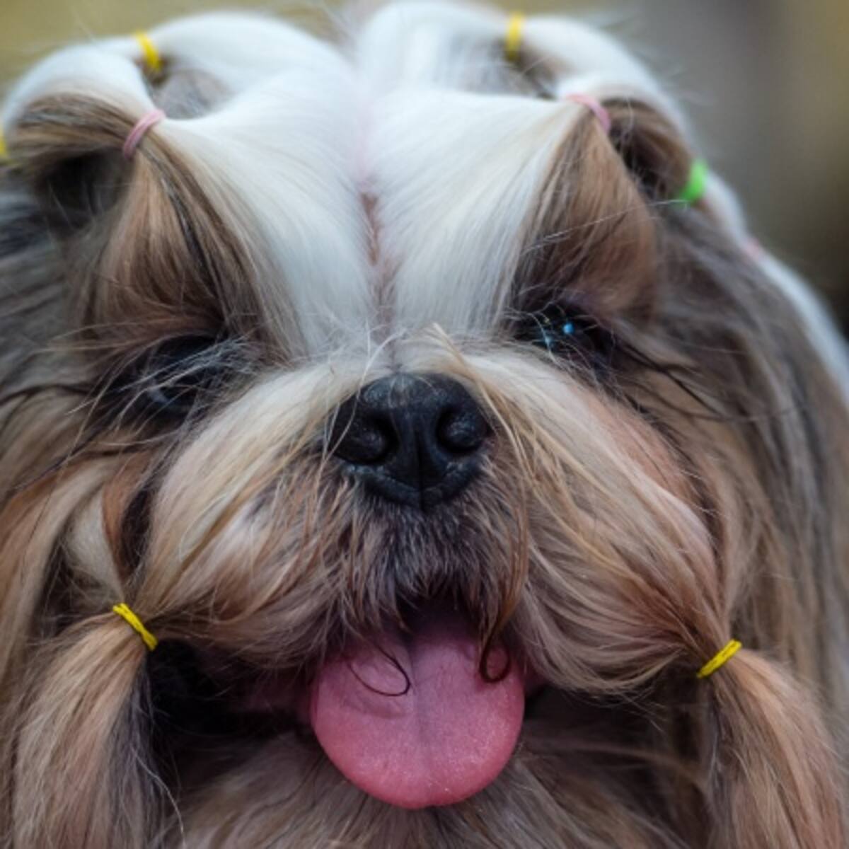 Akitoy, una app para rastrear sus mascotas