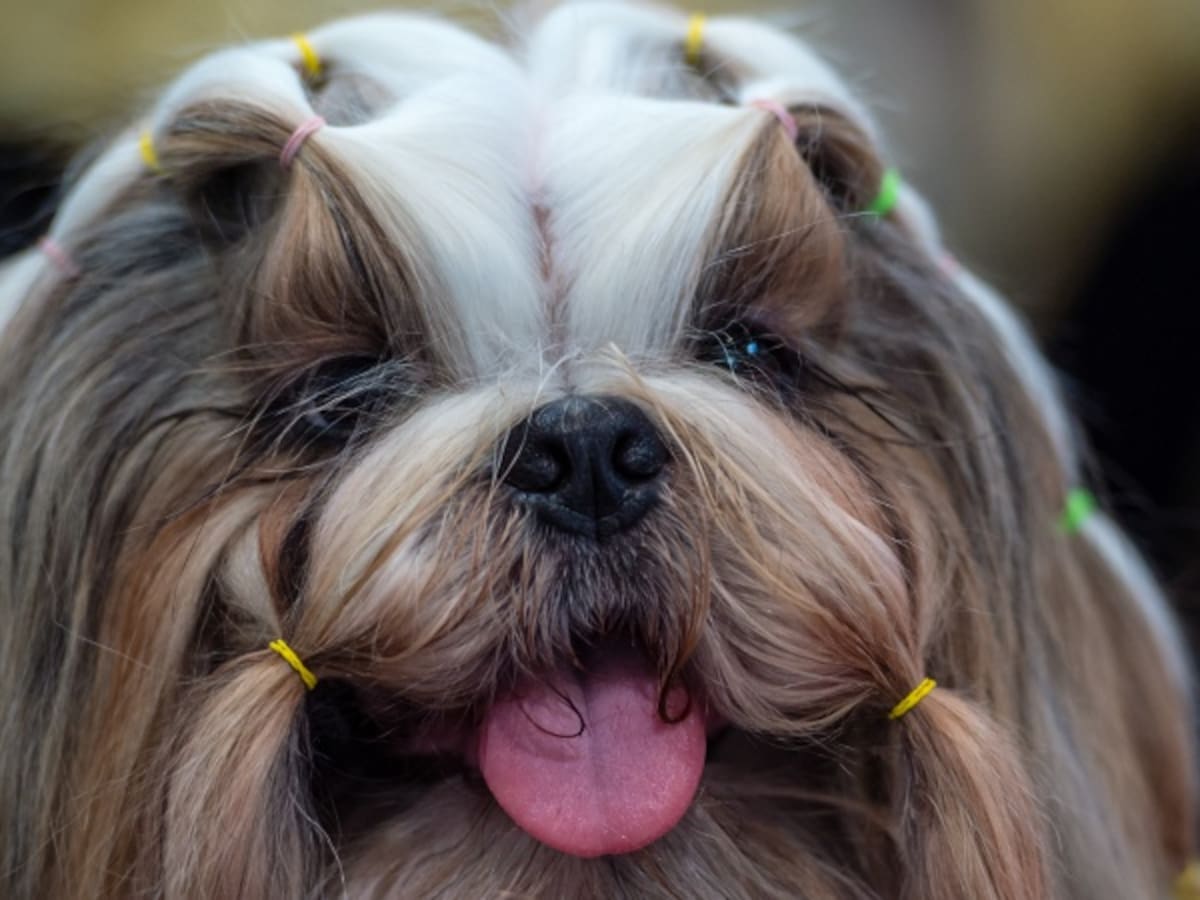 Akitoy, una app para rastrear sus mascotas