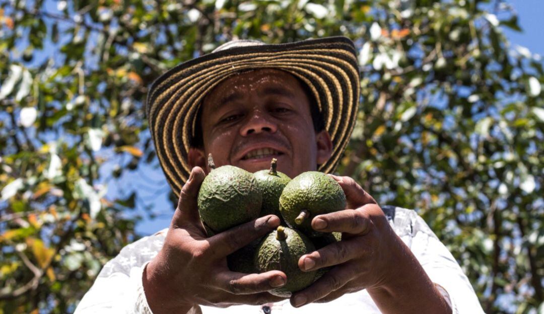 Aguacate Hass risaraldense.