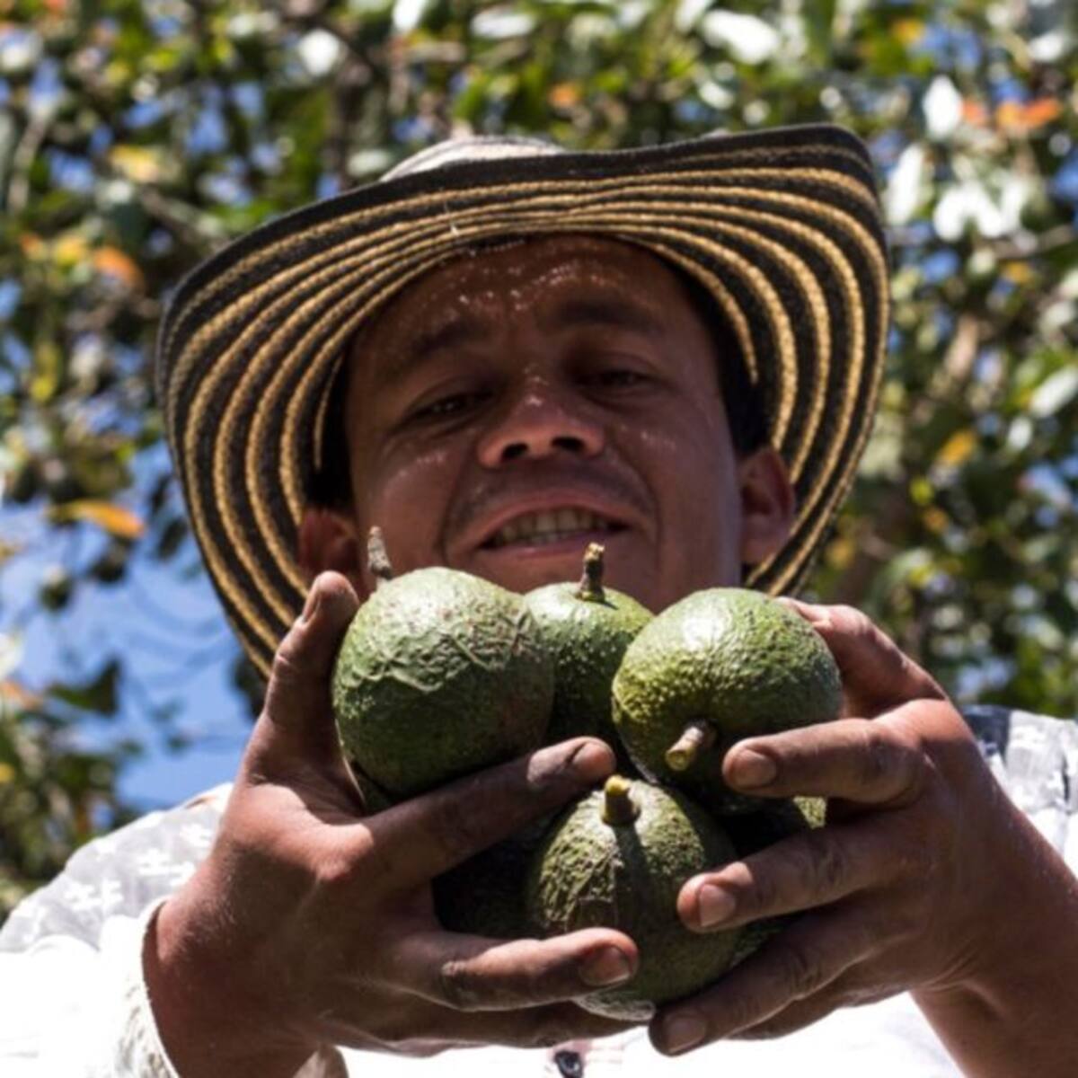 Risaralda exporta 1,6 toneladas de aguacate Hass a Corea del Sur