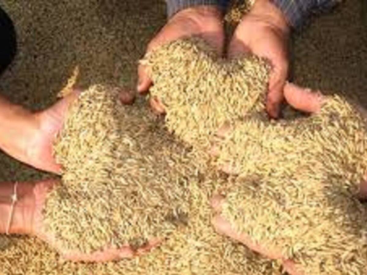 Inseguridad inquieta a los arroceros del Tolima.