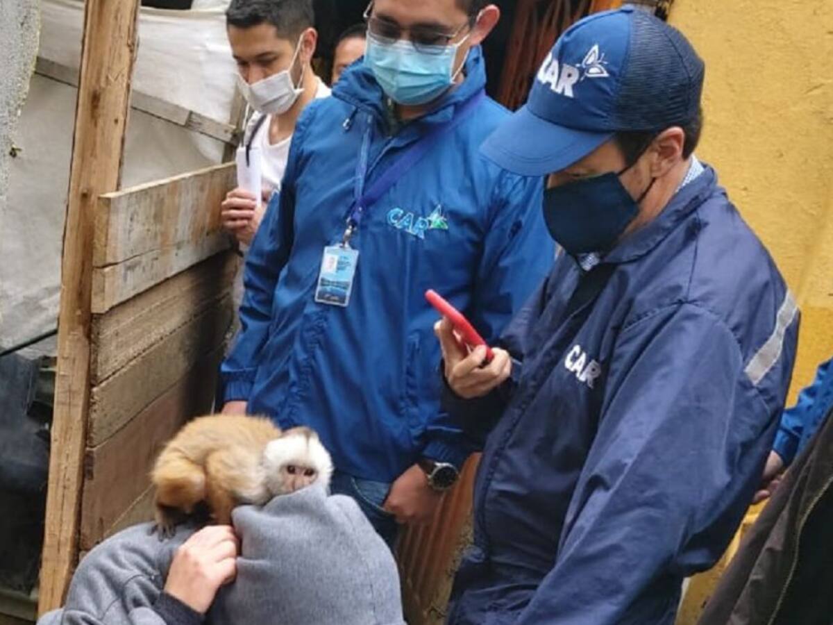 Rescatan del cautiverio y el maltrato a dos monos cariblancos