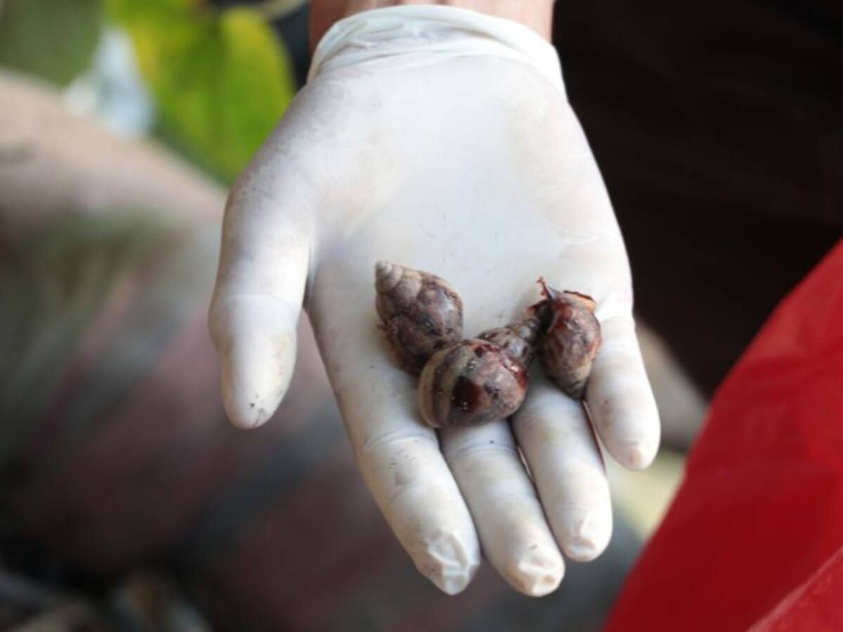Alerta en Dosquebradas por aparición masiva de caracoles africanos