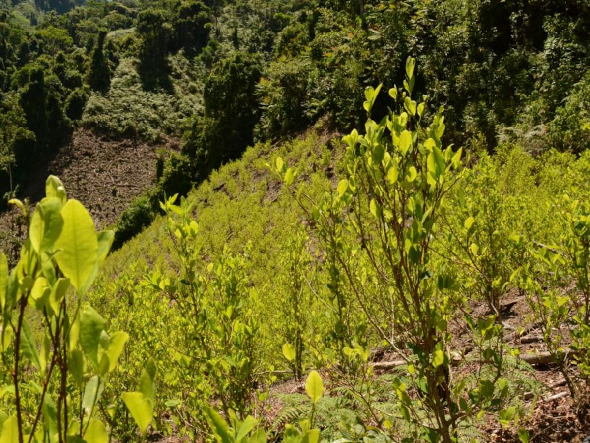 Proyecto de ley busca regular la hoja de coca y sus derivados
