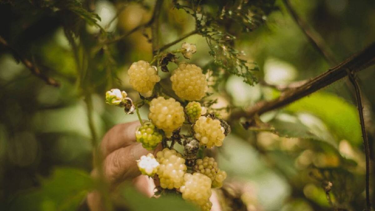 En Boyacá encontramos moras blancas: conózcalas