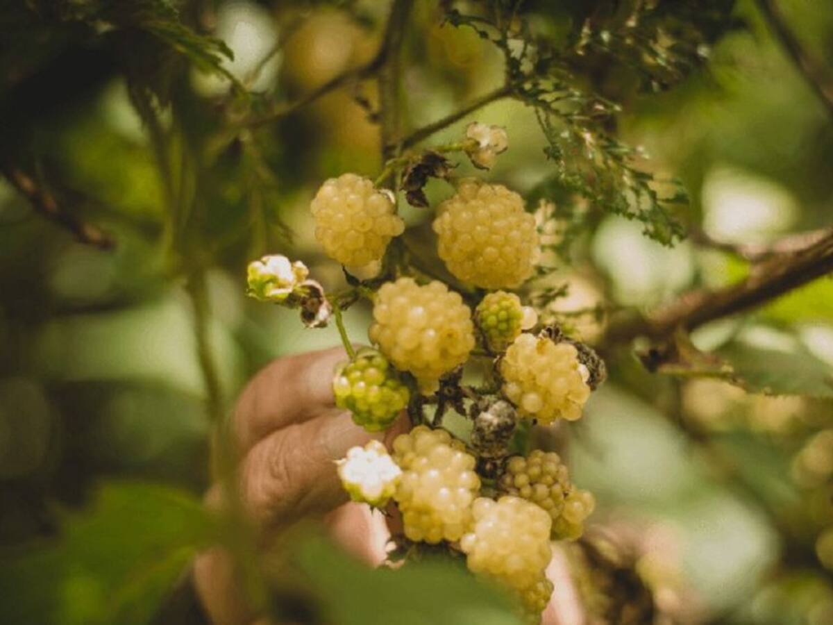 En Boyacá encontramos moras blancas: conózcalas