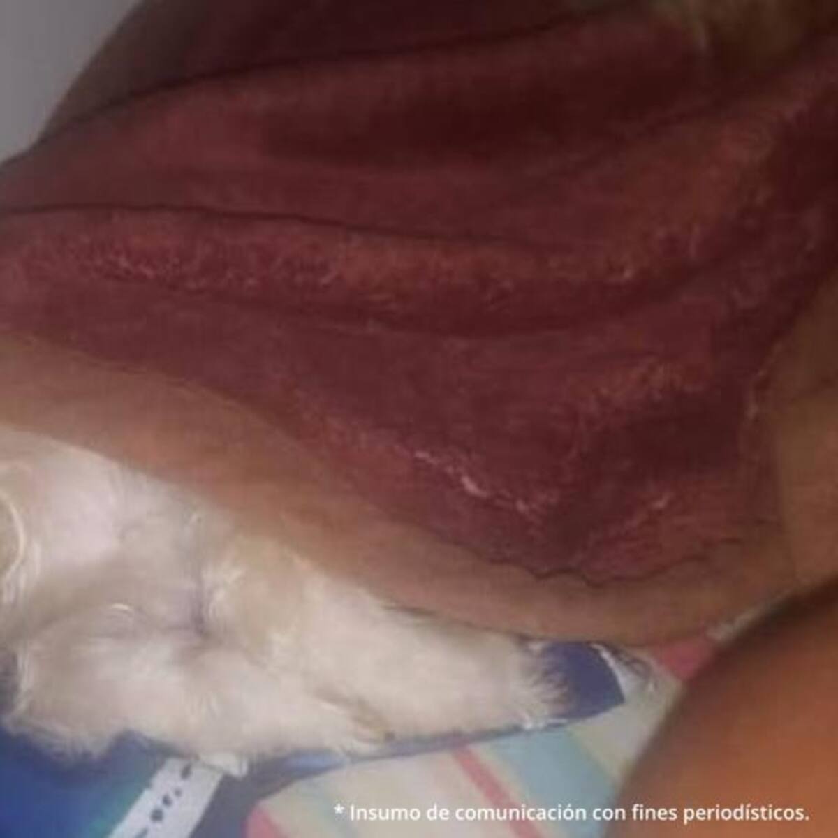 Judicializan dos hombres que ocasionaron la muerte a un perro y un gato en Antioquia