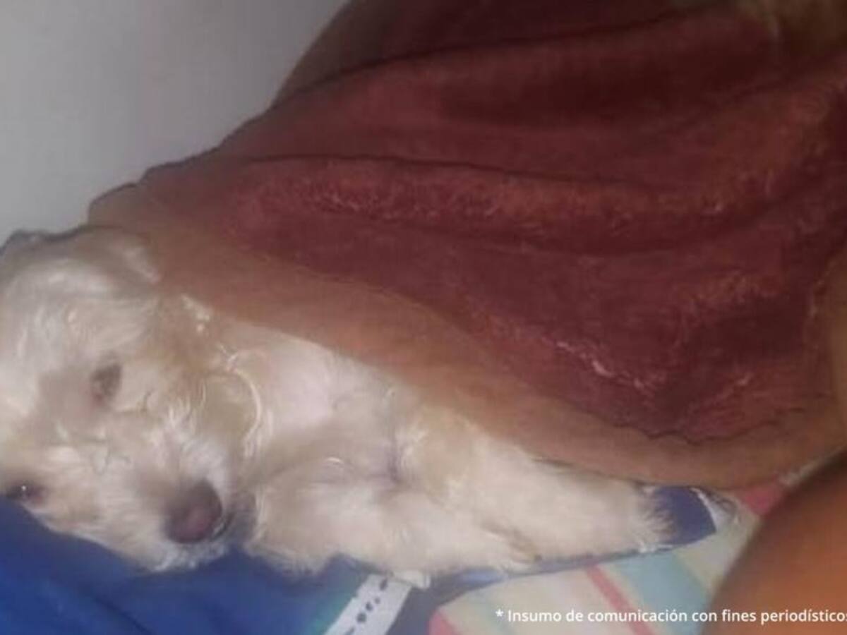 Judicializan dos hombres que ocasionaron la muerte a un perro y un gato en Antioquia