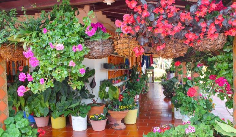 65 variedades de flores en la Finca "El Pensamiento"