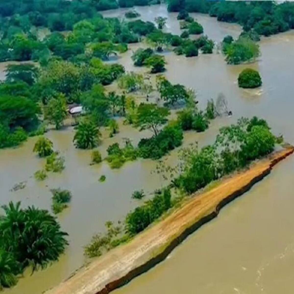 Presidente de la Asociación de Ganaderos de La Mojana: “Nuestra situación es crítica”