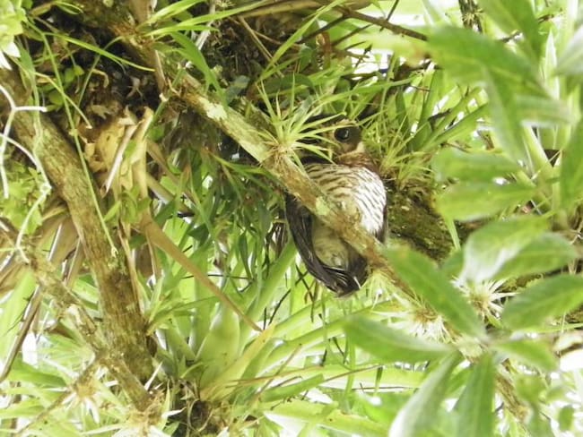 Registran una nueva especie de Búho en el suroriente de Boyacá