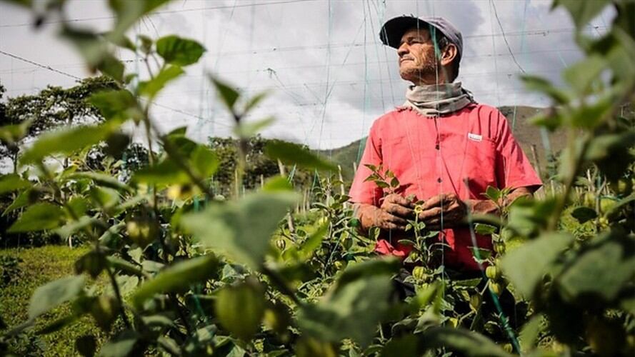 Agricultores del país preocupados por recorte en presupuesto para seguro agropecuario. Foto: Colprensa