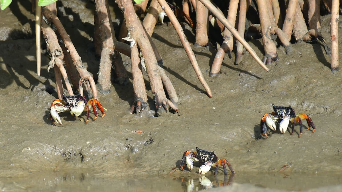 Los cangrejos violinistas y su papel clave en el ecosistema: aceleran descomposición del plástico