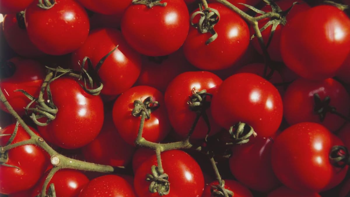 Cómo cultivan tomates en un contenedor