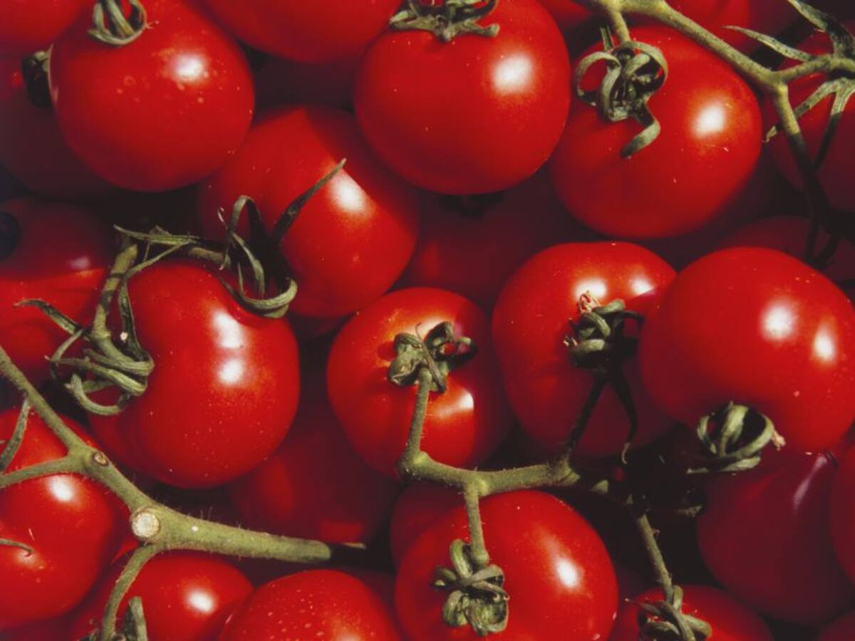 Cómo cultivan tomates en un contenedor