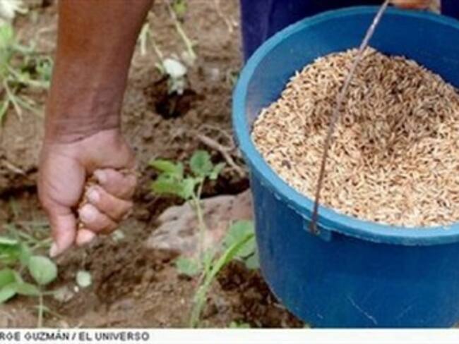 Aumento el área sembrada de arroz en los llanos orientales: Fedearroz