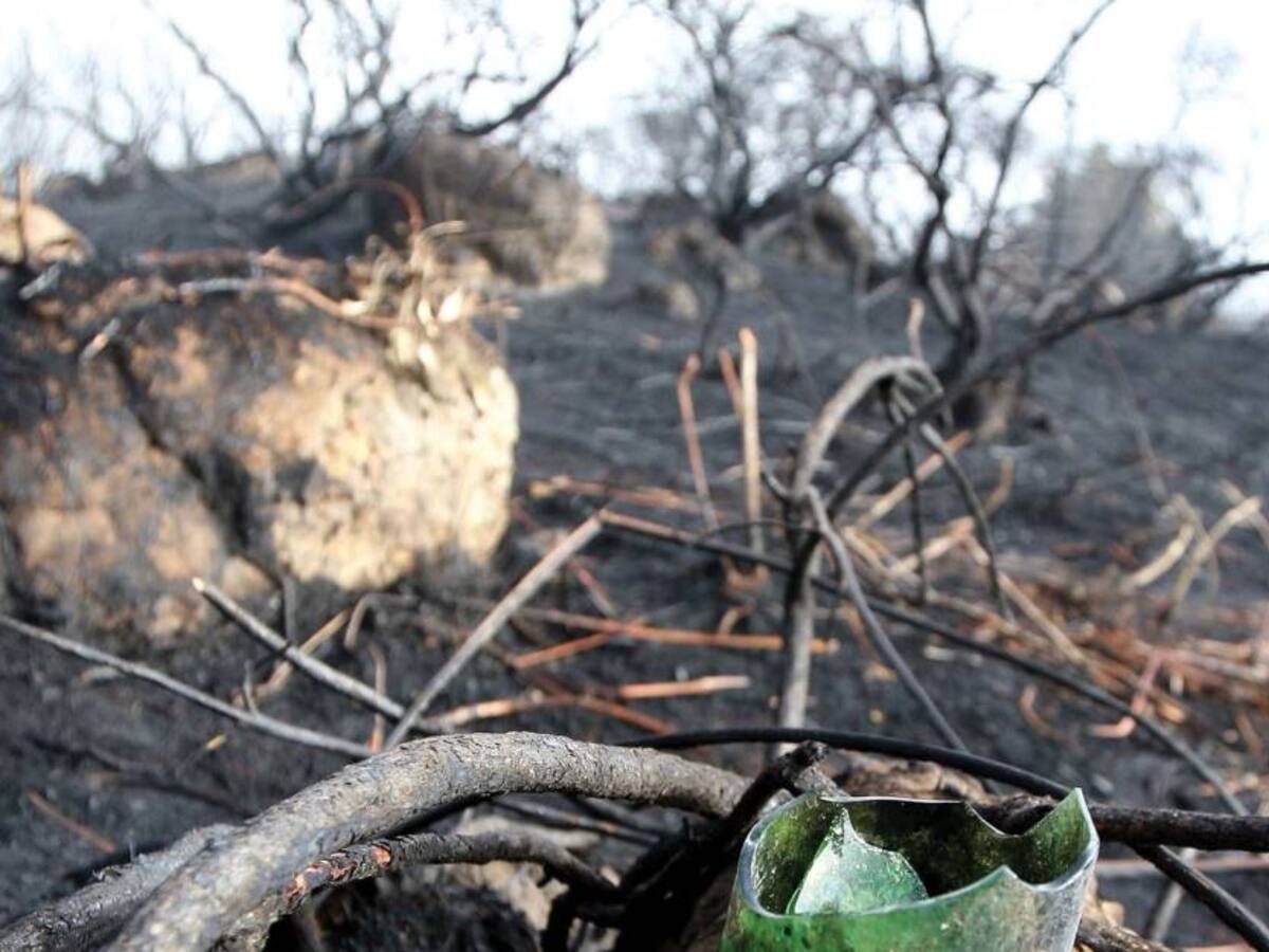 Entre un 38% y un 52% está la proyección de pérdida de biodiversidad en el país
