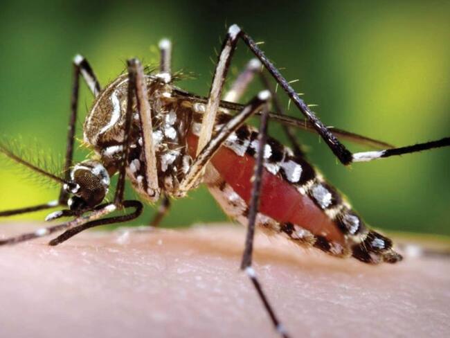 ¡Cuídese! Hay riesgo de dengue en 715 municipios de Colombia