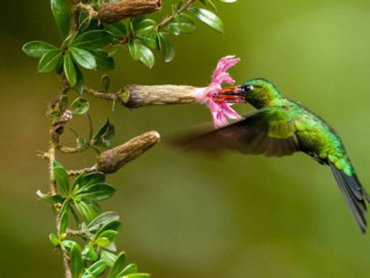 Inicia el primer festival virtual de aves del Eje Cafetero