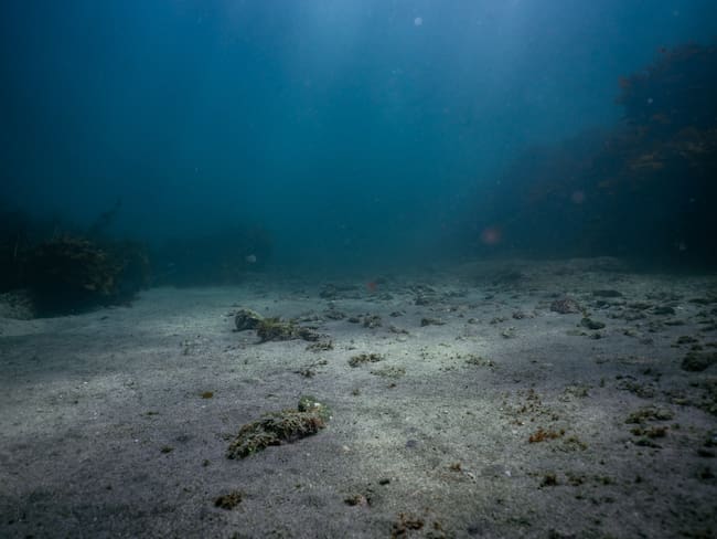 Sorprendente hallazgo asombra a la comunidad científica en la profundidad del océano