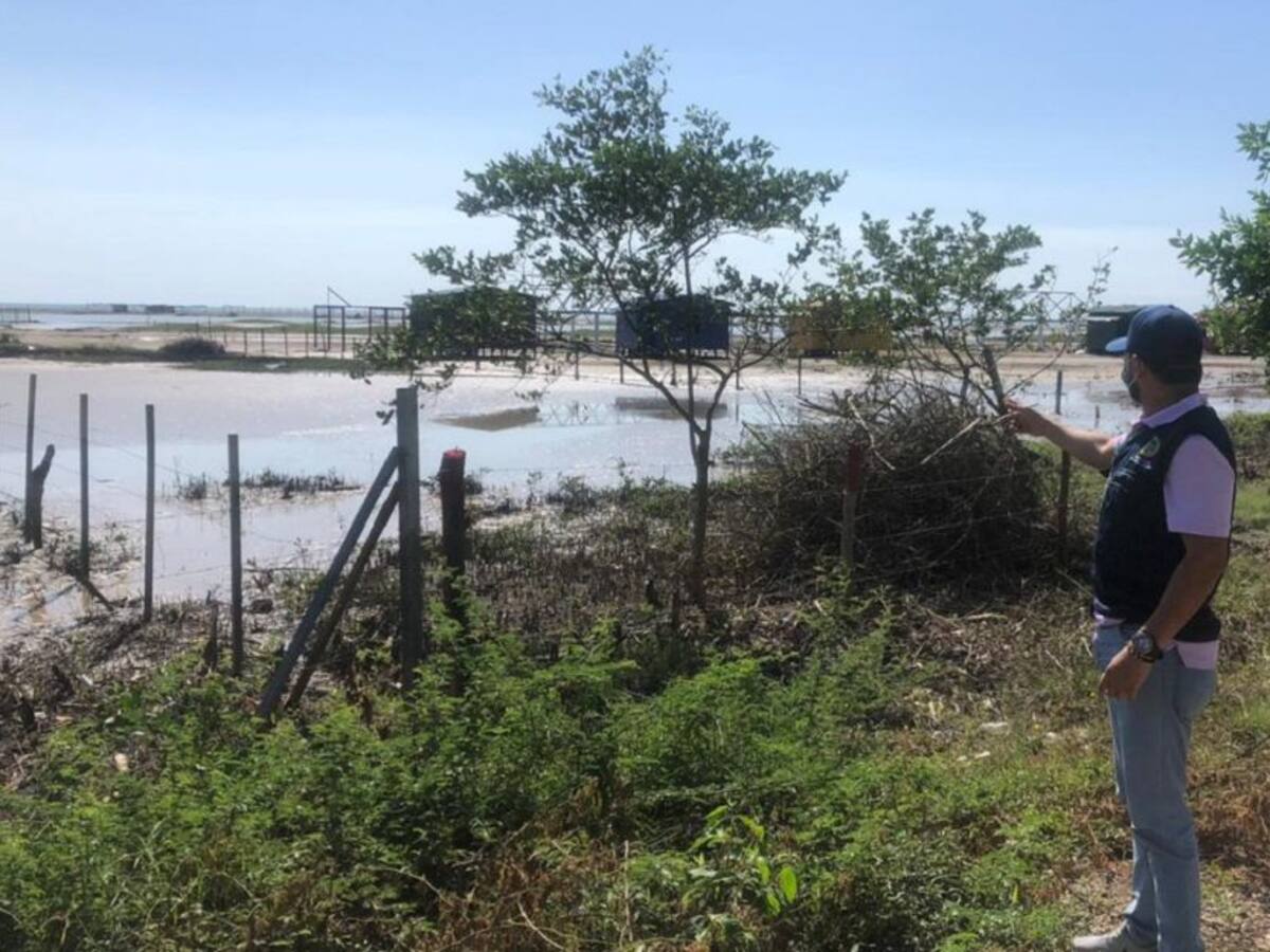 Inescrupulosos adelantaban tala de mangle en Punta Canoa, en Cartagena