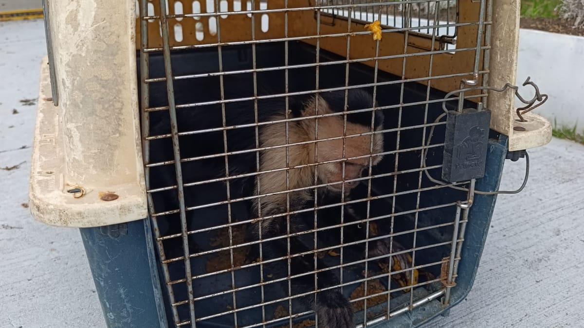 Mono capuchino fue rescatado en zona rural de Dagua