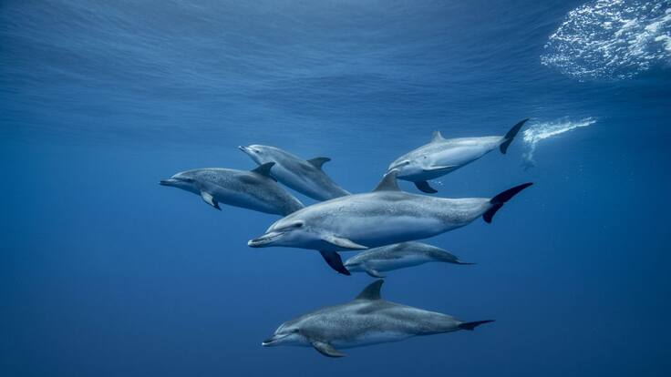 Delfines cerca a costa de Bahía Solano terminaron heridos por pesca ilegal