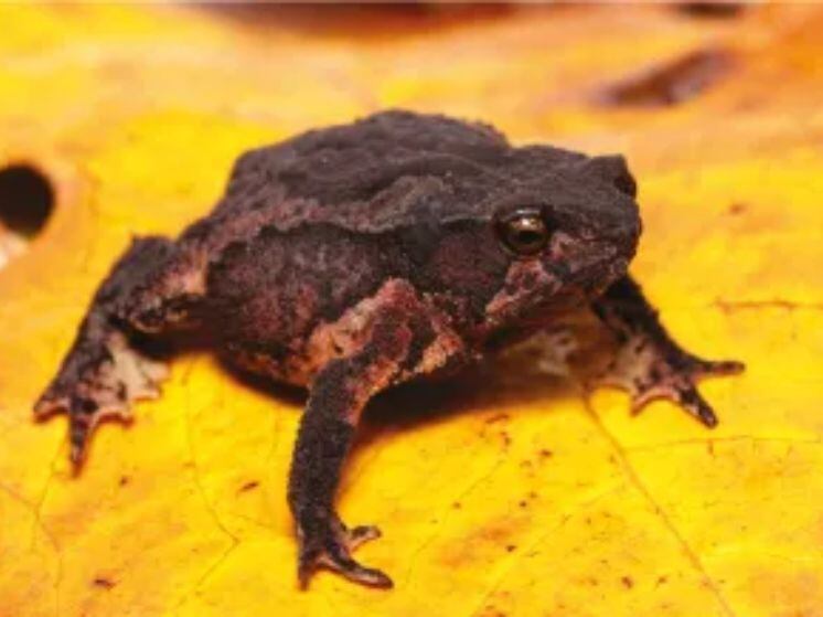 Nueva especie de sapo descubierta en Caldas, Rhinella kumanday.
