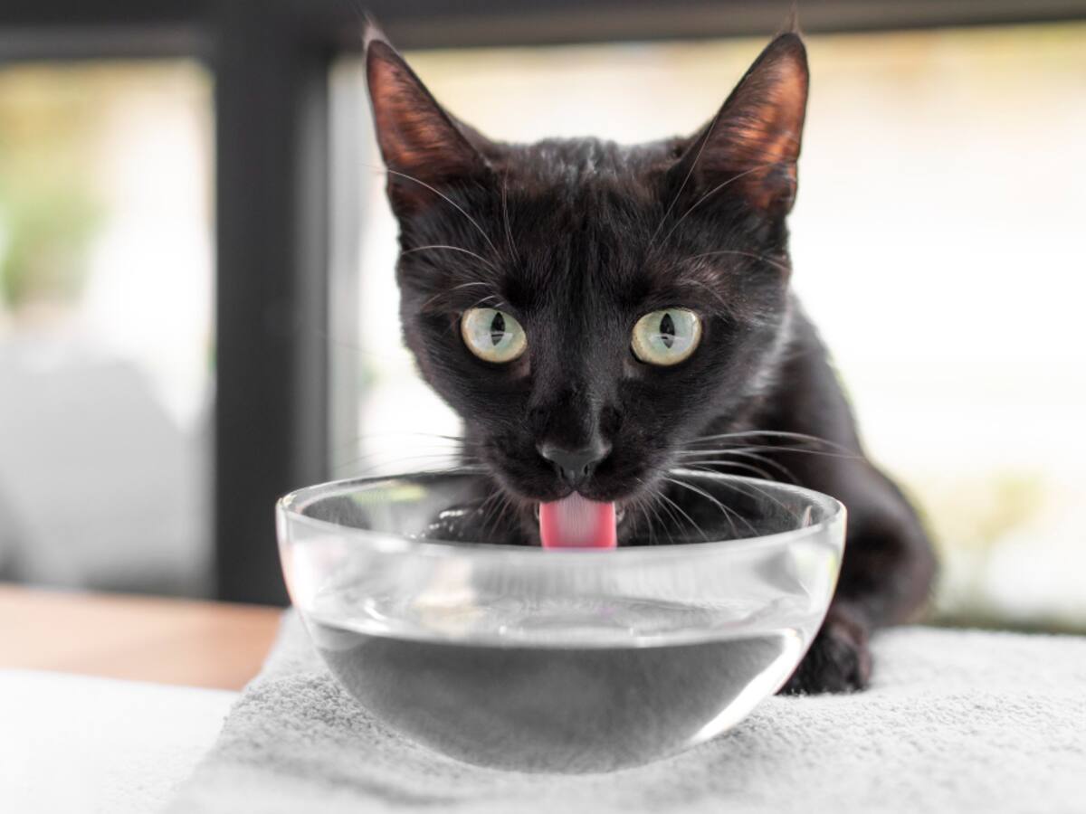 ¿Con qué frecuencia se debe cambiar agua de un gato?: Esto debe hacer si tiene más de uno