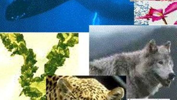 Jorge Brenner, experto en biodiversidad del Instituto Hart, habló sobre la afectación de las especies en el Golfo de México