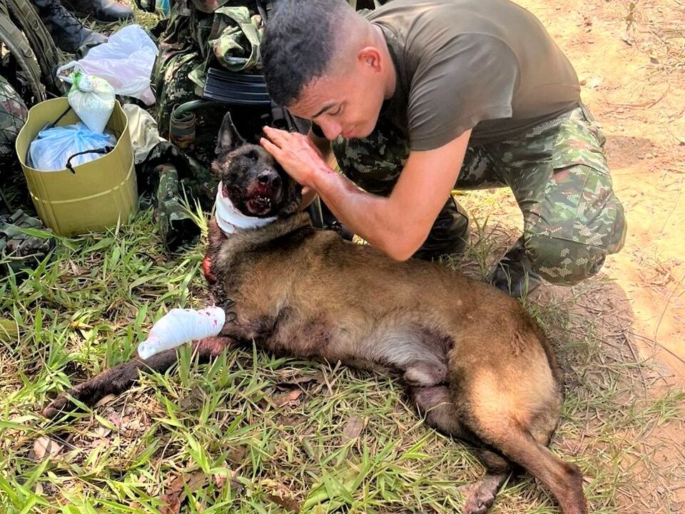 Sansón, perro del Ejército afectado por una mina antipersonal en Yondó, Antioquia. Foto: Ejército Nacional.