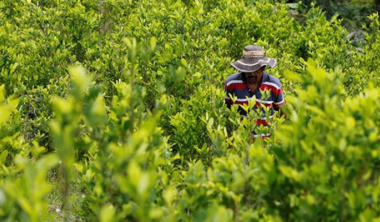 Cultivos de coca