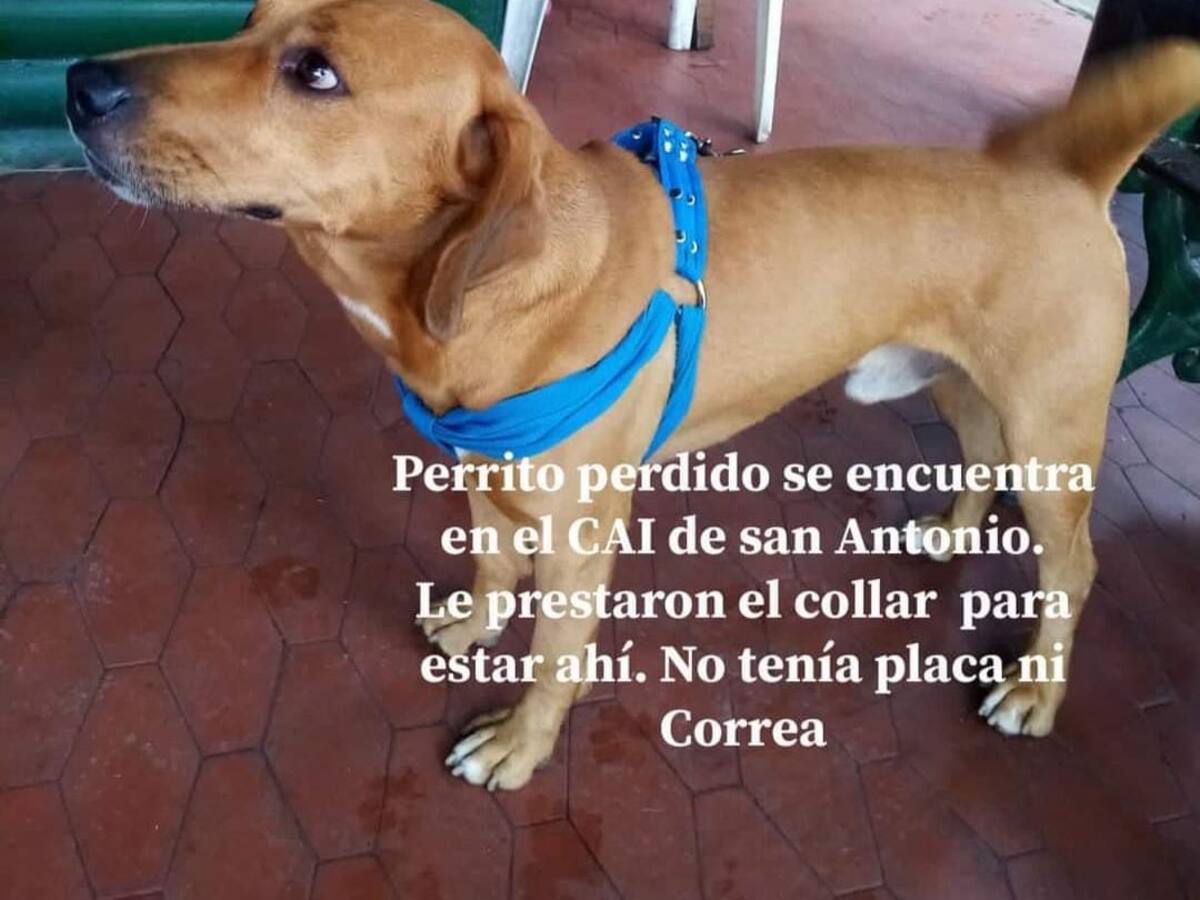 Alrededor de mil mascotas extraviadas luego de fiestas de fin de año en Cali
