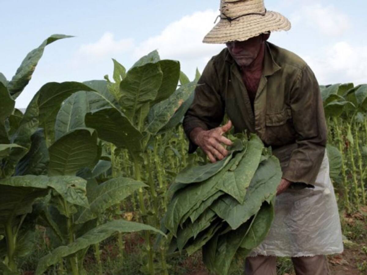 Veedor de medio ambiente rechaza aspersión aérea con Glifosato en Guaviare