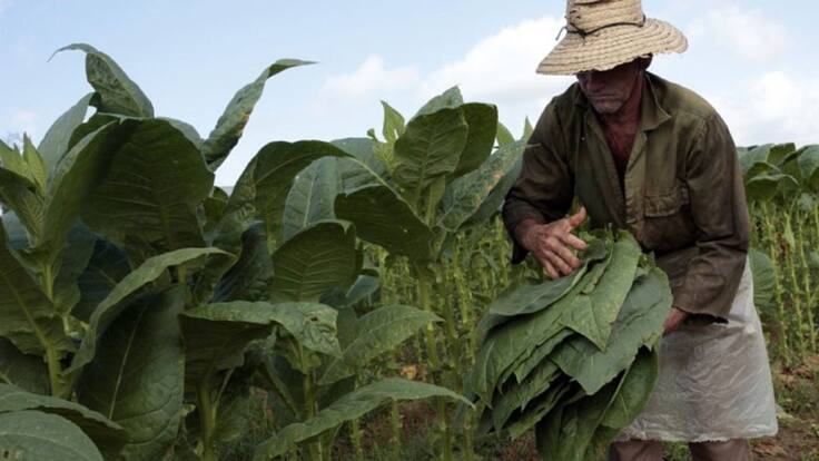 VEEDOR DE MEDIO AMBIENTE RECHAZA EL GLIFOSATO COMO HERRAMIENTA PARA COMBATIR CULTIVOS ILÍCITOS