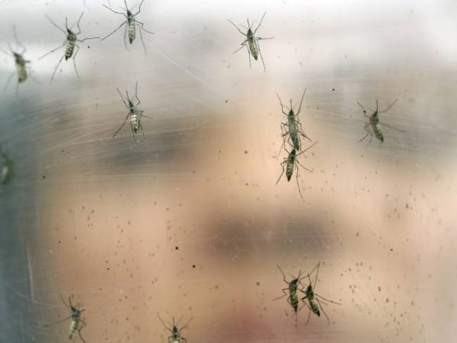 Los daños asociados al zika pueden ser mucho peor de lo que se pensaba