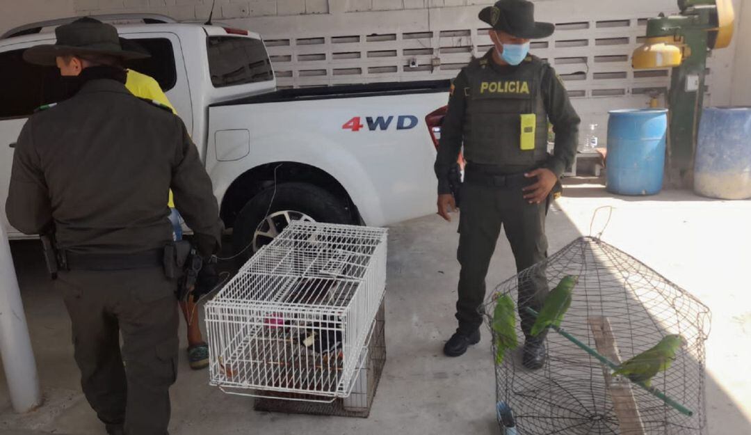 Según la Policía los animales eran tenidos en cautiverio en el barrio 20 de Julio
