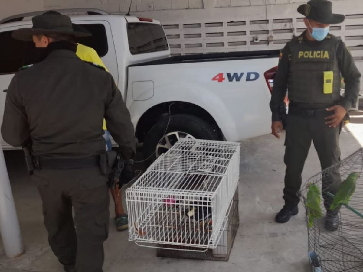 Rescataron cinco especies silvestres en lavadero de carros en Cartagena
