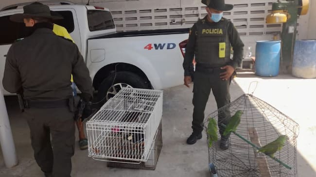 Según la Policía los animales eran tenidos en cautiverio en el barrio 20 de Julio
