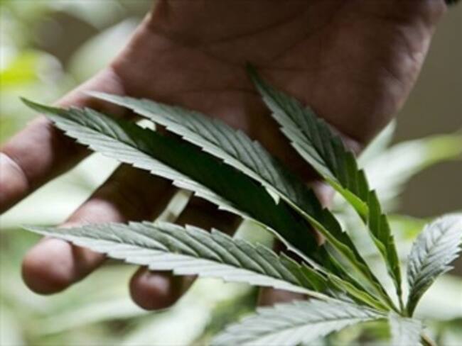 Más del 60% de colombianos apoyan legalización de la marihuana medicinal