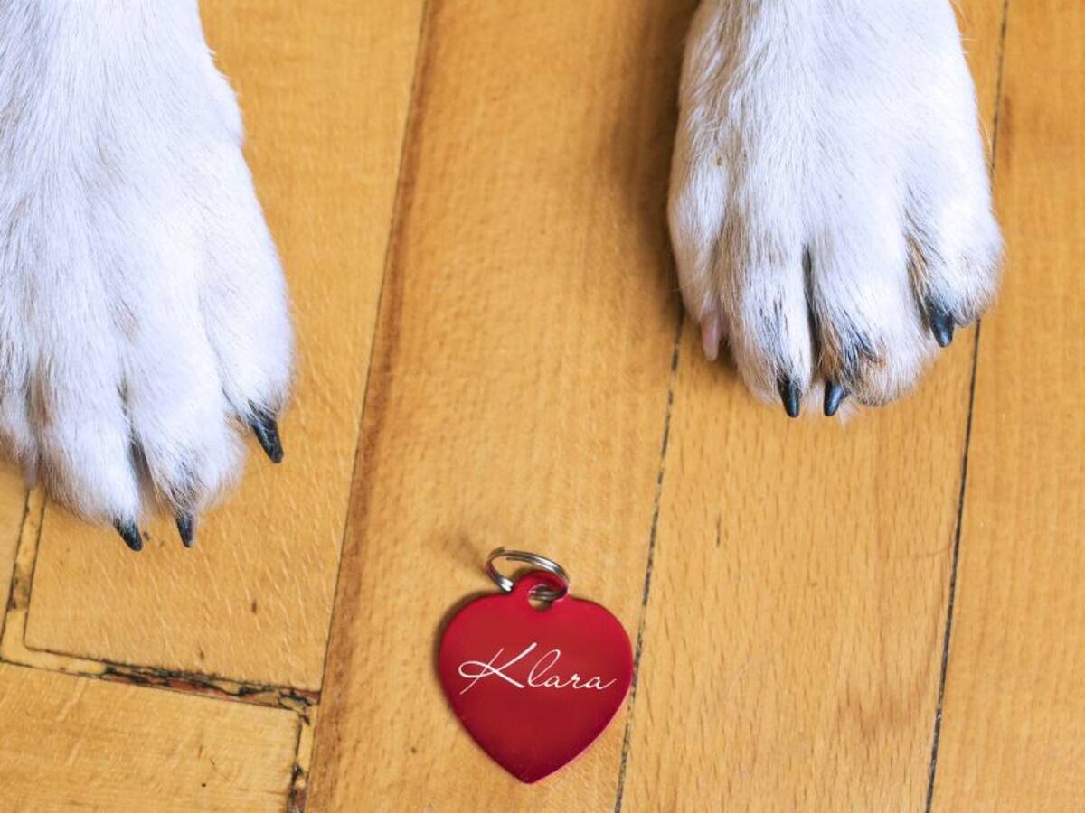 Identificación para mascotas: un escalón más hacia la digitalización