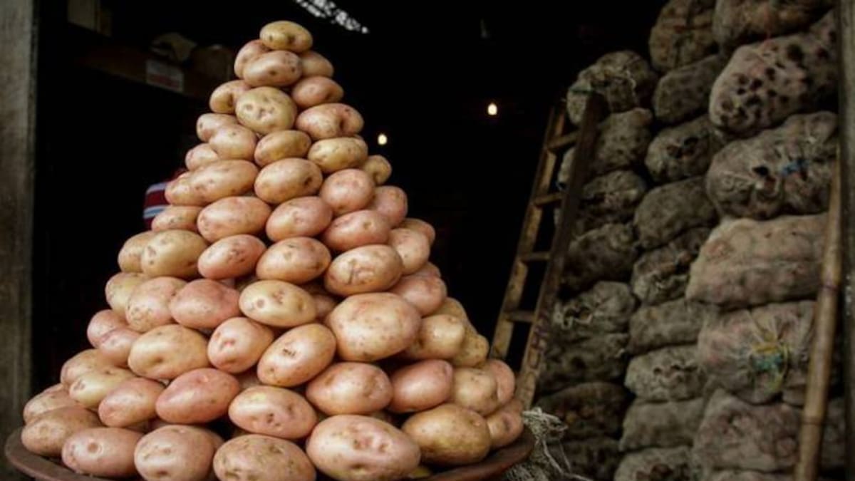 La importación de papa nos tiene trabajando a pérdida: Fedepapa