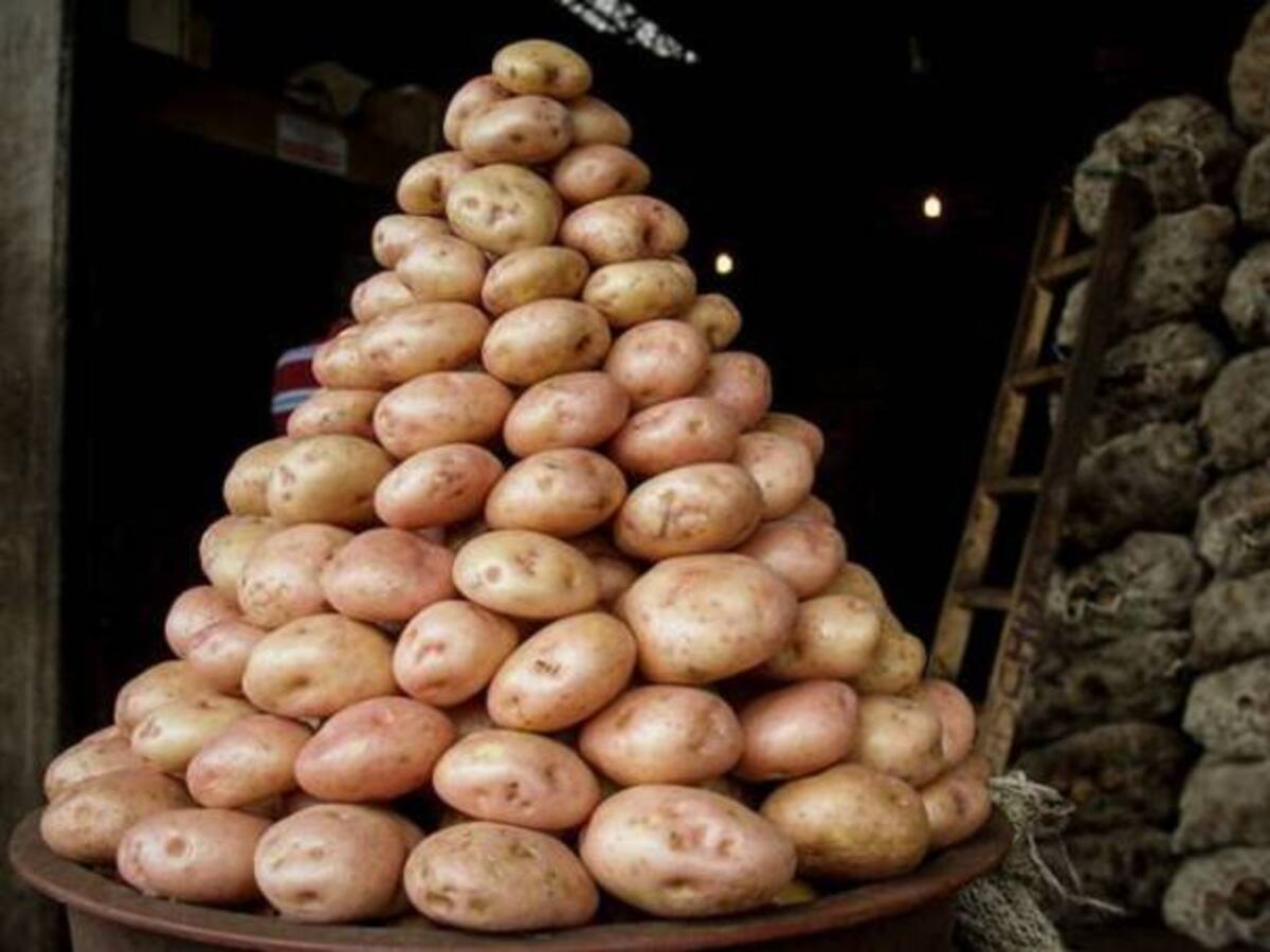 La importación de papa nos tiene trabajando a pérdida: Fedepapa