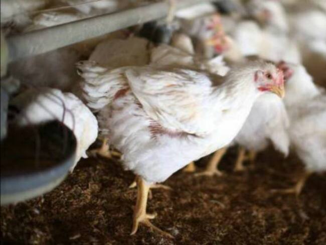 79 granjas avícolas entre Cundinamarca y Meta están afectadas por cierres de vía al Llano